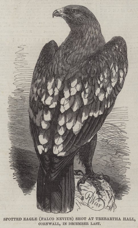 Aigle tacheté (Falco Nevius) abattu à Trebartha Hall, Cornouailles, en décembre dernier - Harrison William Weir