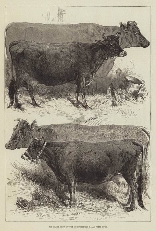 Le salon de la laiterie au Agricultural Hall, vaches primées - Harrison William Weir