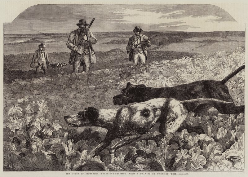 Le Premier Septembre, Chasse à la perdrix - Harrison William Weir