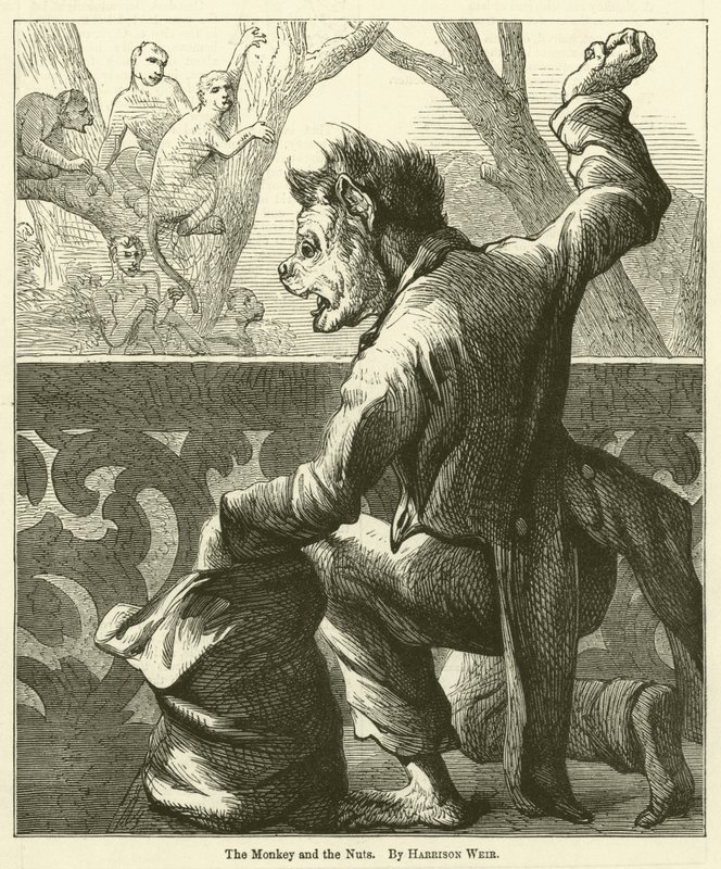 Le singe et les noix - Harrison William Weir
