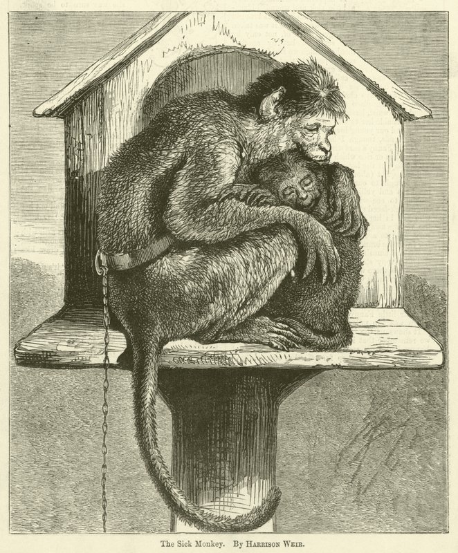 Le singe malade - Harrison William Weir