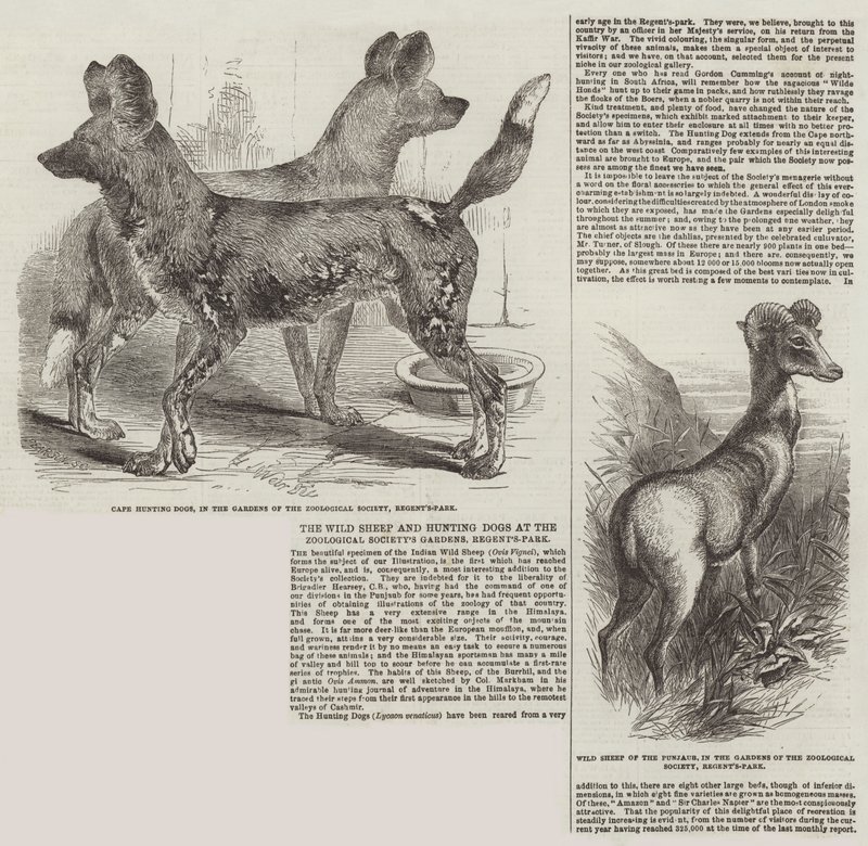 Les moutons sauvages et les chiens de chasse aux jardins de la Société zoologique, Regent