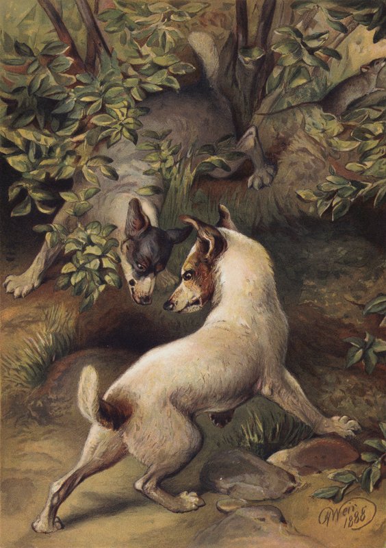 Deux chiens essayant d