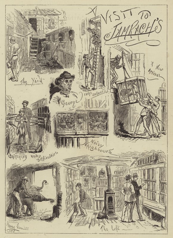 Une visite à Jamrach - Harry Furniss