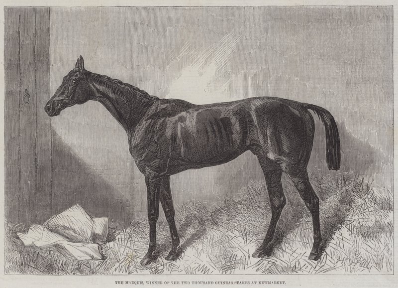 Le Marquis, vainqueur des Two Thousand Guineas Stakes à Newmarket - Harry Hall