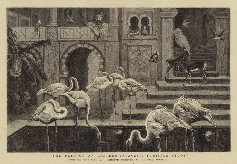 Les animaux de compagnie d