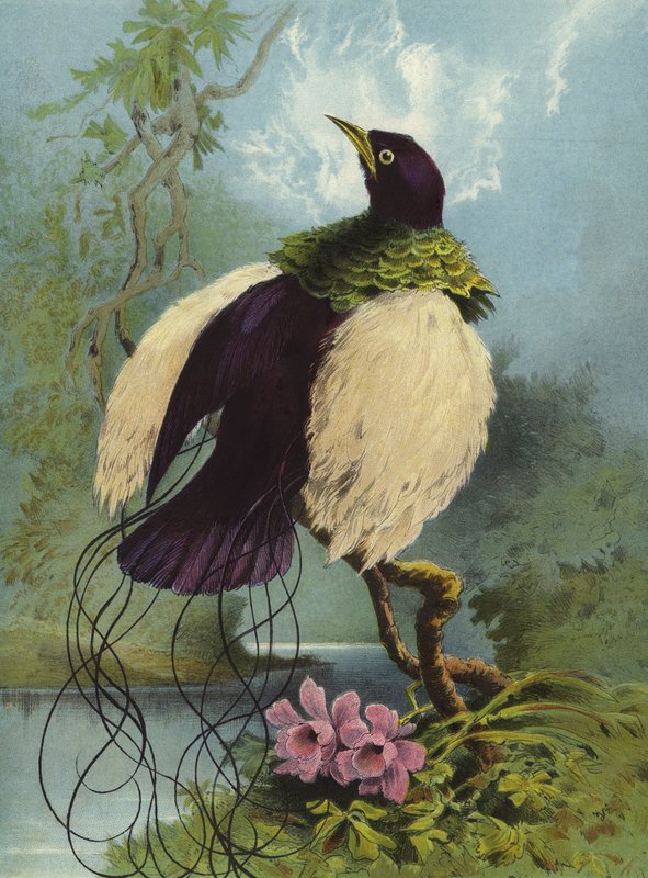 Oiseau à plumes - Hector Giacomelli