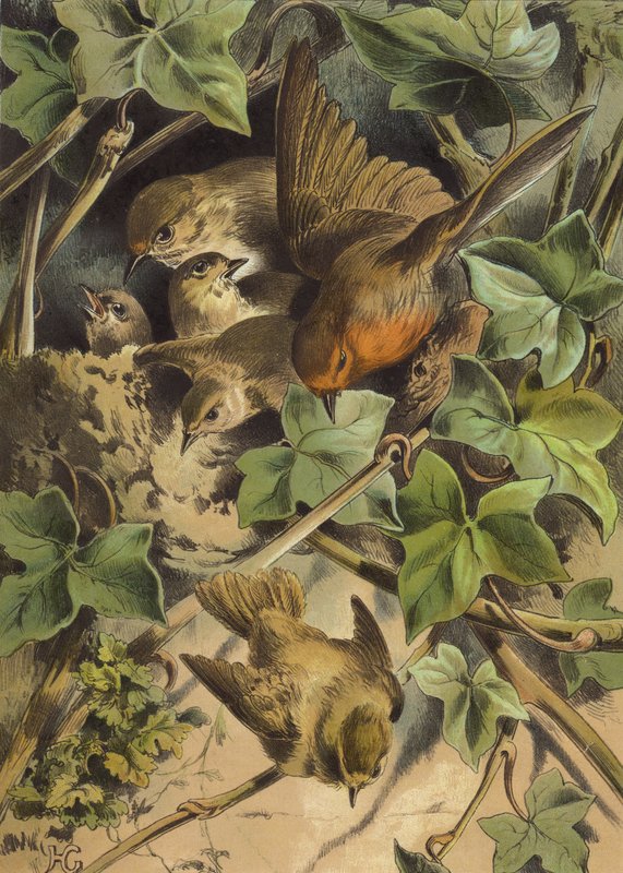 Rouge-gorge, quittant le nid - Hector Giacomelli