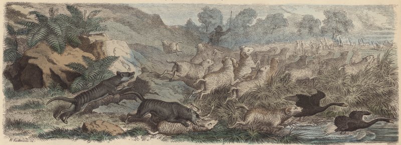 Tigres de Tasmanie attaquant des moutons en Tasmanie - Heinrich Leutemann