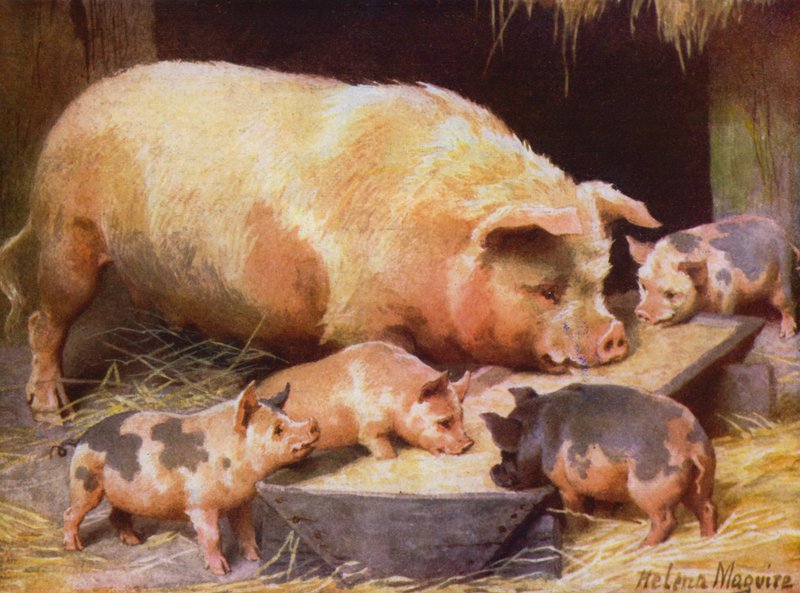 Truie et porcelets - Helena J. Maguire