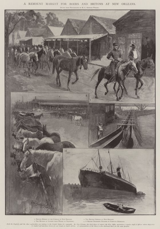 Un marché de remonte pour les Boers et les Britanniques à la Nouvelle-Orléans - Henry Charles Seppings Wright