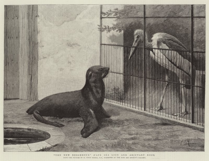 Le nouveau voisin, lion de mer du Cap et oiseau adjudant - Henry Stacey Marks