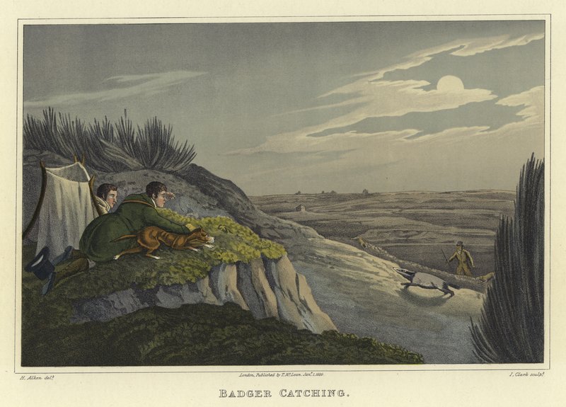 Capture de blaireau - Henry Thomas Alken