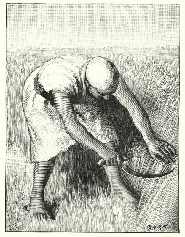 Moisson en Orient - Henry Andrew Harper