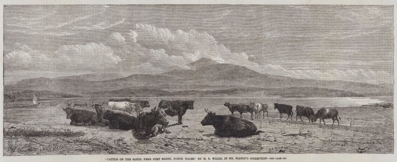 Bétail sur le sable, près de Port Madoc, nord du Pays de Galles - Henry Brittan Willis