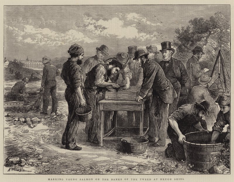 Marquage des jeunes saumons sur les rives de la Tweed à Heugh Shiel - Henry Woods