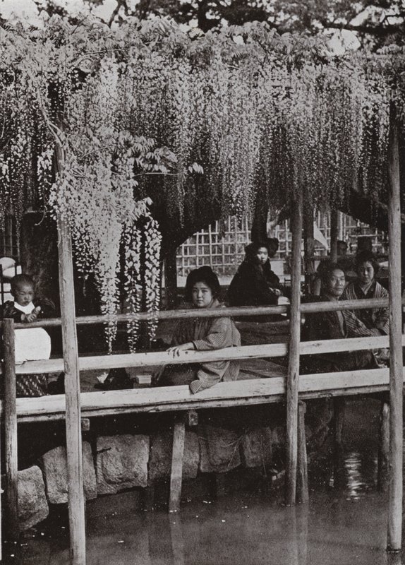 Une tonnelle de glycine à Kameido - Herbert Ponting