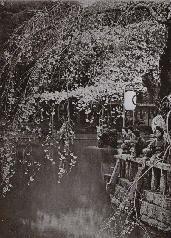 Le temps des cerisiers en fleurs au Japon - Herbert Ponting