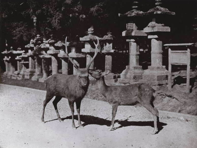 Cerf, une étude à Nara - Herbert Ponting