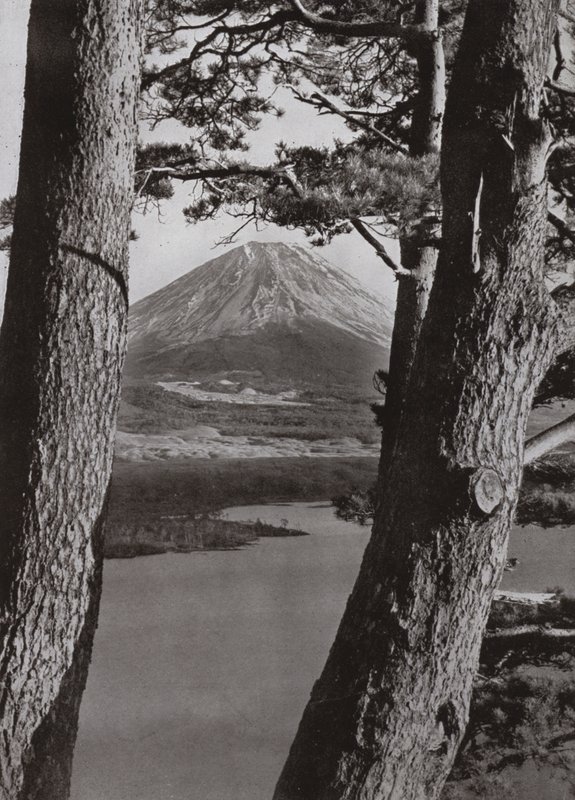Fuji et les pins - Herbert Ponting