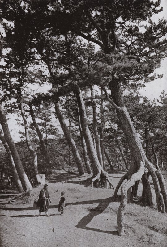 Les pins de Shizu-ura (photo n/b) - Herbert Ponting