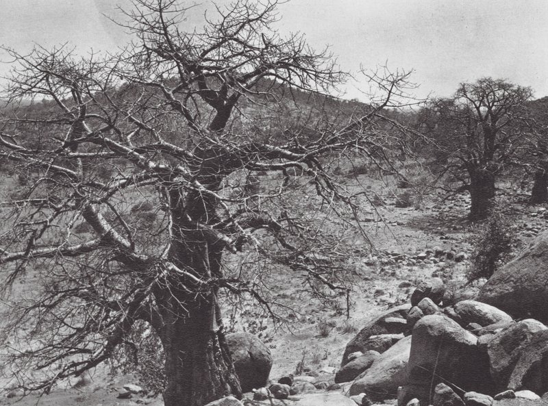 Afrique : Baobab, Dar Nuba - Hugo Adolf Bernatzik