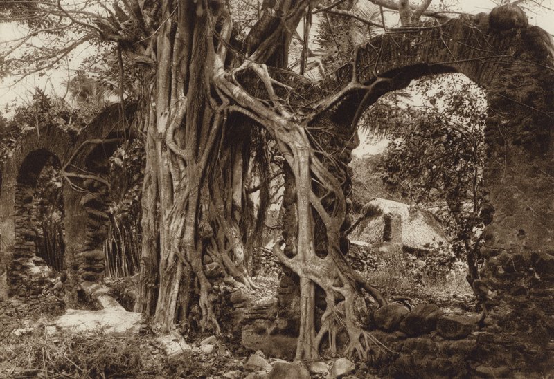 Mexique : pont en arc espagnol avec figuier, Antigua, Etat de Vera Cruz (photo n/b) - Hugo Brehme