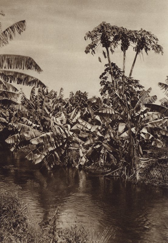 Mexique : Bananes et papayes, Etat de Vera Cruz (photo n/b) - Hugo Brehme