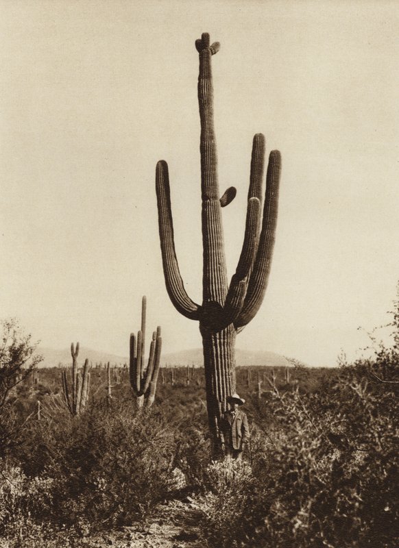 Mexique : "Cereus giganteus" dans les environs de Magdalena, Etat de Sonora (photo n/b) - Hugo Brehme