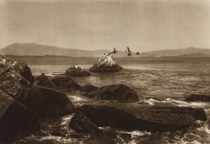 Mexique : Côte de Manzanillo, Pelicanos, Etat de Colima (photo n/b) - Hugo Brehme