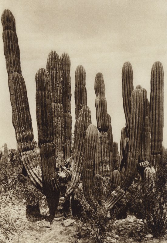 Mexique : Guaymas, "Cereus Pringlei", Estado Sonora (photo n/b) - Hugo Brehme