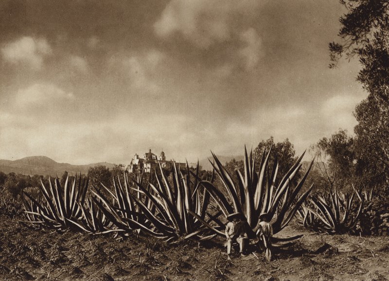 Mexique : les environs de Tepepam avec un champ d