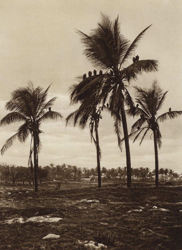 Mexique : Les environs de Vera Cruz, Buitres (photo n/b) - Hugo Brehme