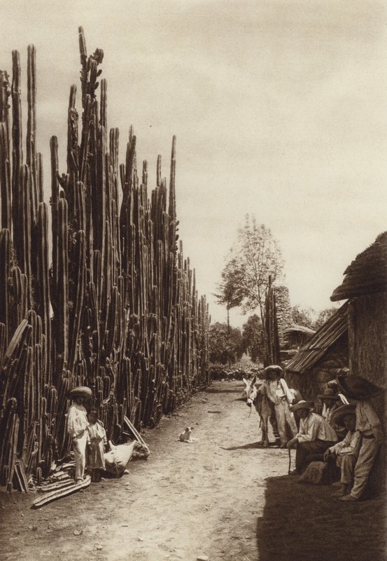 Mexique : Santiago, rue caractéristique du village avec des cactées en forme de colonnes (photo n/b) - Hugo Brehme