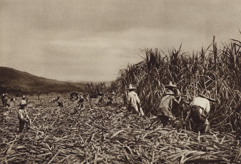 Mexique : Tamasopo, récolte de canne à sucre (photo n/b) - Hugo Brehme