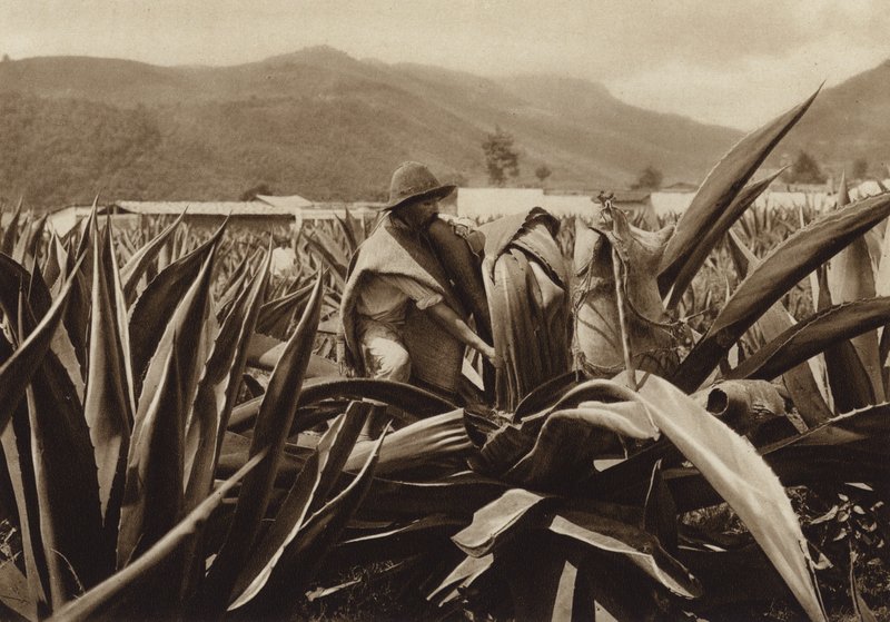 Mexique : Tlachiquero suçant du pulque d
