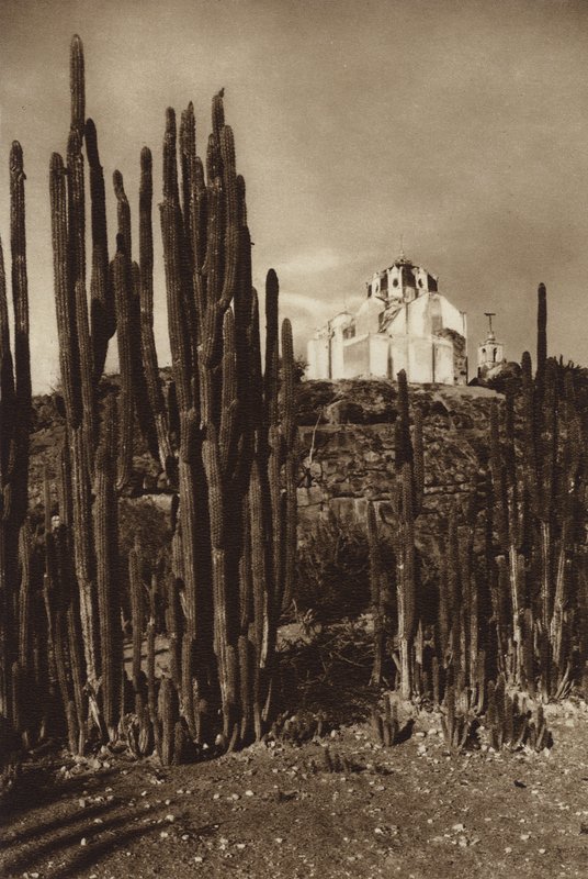 Mexique : Zapottlan, "Cereus bavosus" (photo n/b) - Hugo Brehme