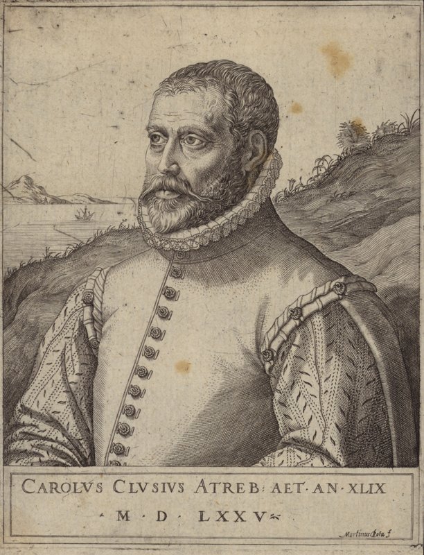 Portrait de Carolus Clusius - Italian School