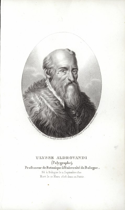 Ulisse Aldrovandi - Italian School