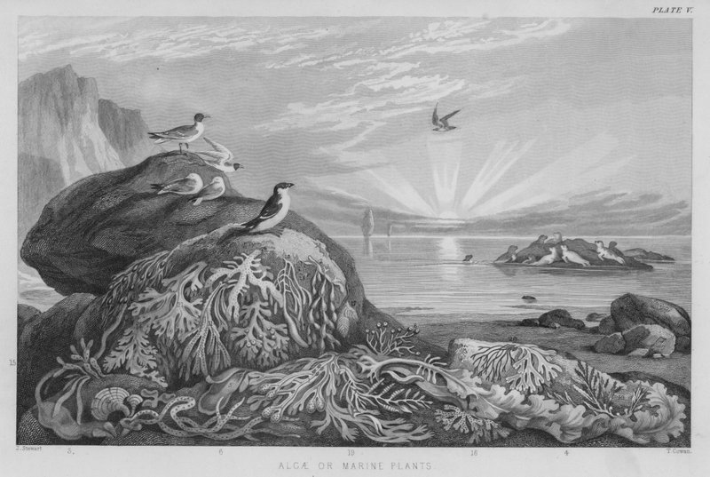 Algues ou plantes marines (gravure en couleur) - J. (after) Stewart