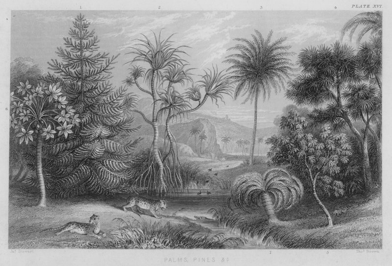 Palmiers, pins etc. (gravure en couleur) - J. (after) Stewart