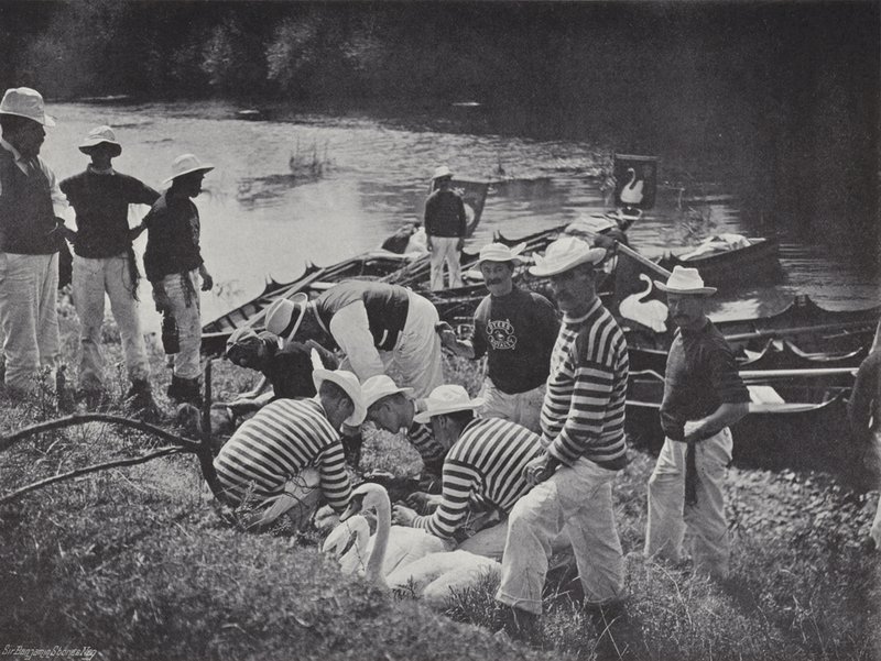Swan upping sur la Tamise, marquage - J. Benjamin Stone