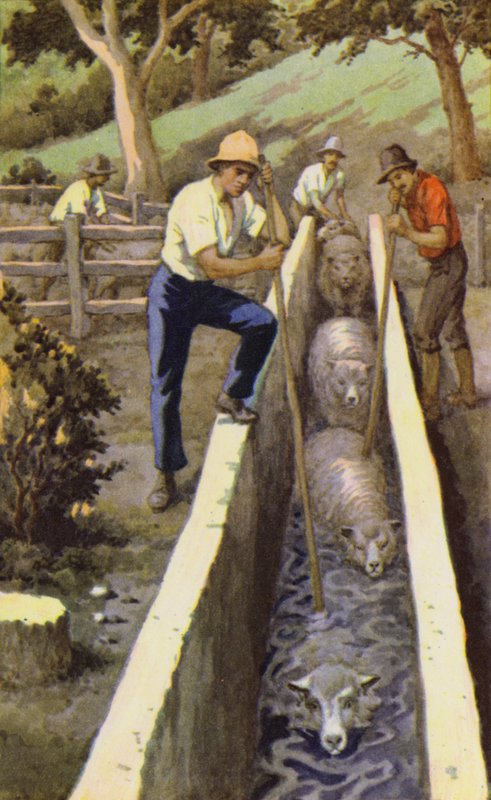 Tonte des moutons - J. Macfarlane
