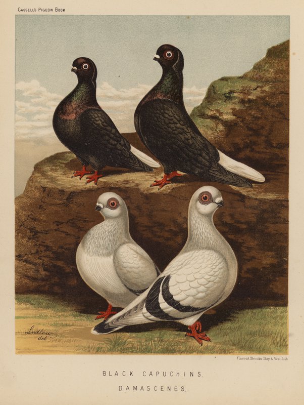 Pigeons : Capucins noirs ; Damascènes - J. W. (after) Ludlow