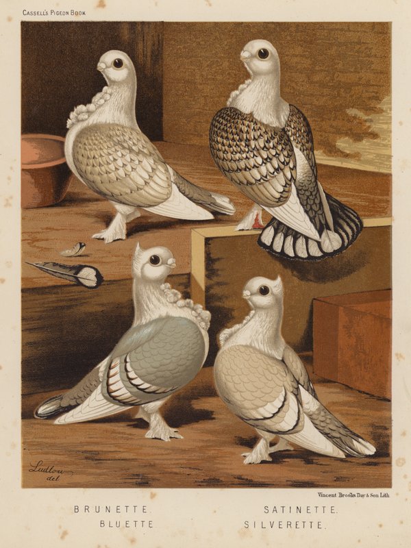Pigeons: Brunette; Satinette; Bluette; Silverette - J. W. (after) Ludlow