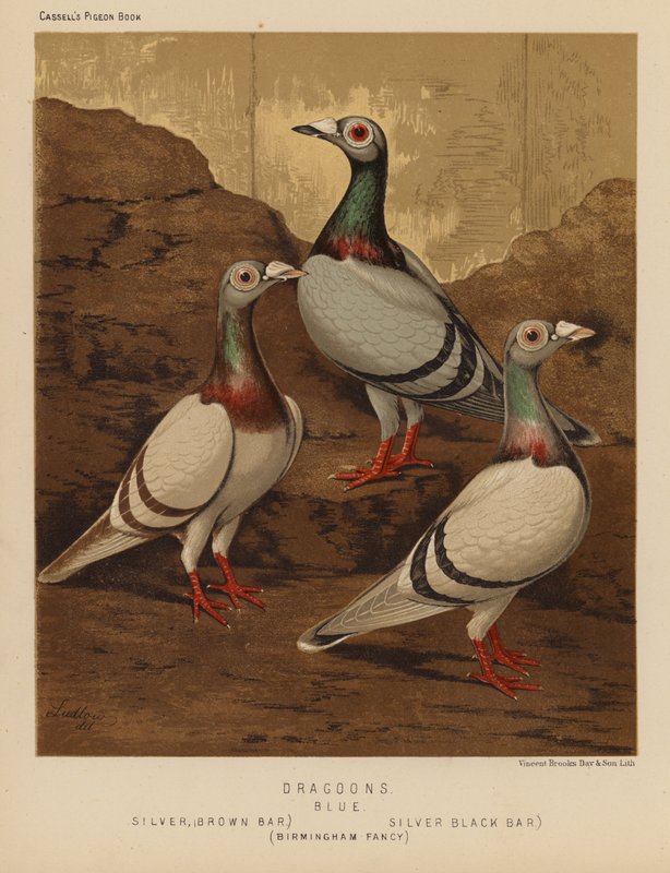 Pigeons : Dragoons, Bleu, Argent, Bar brun, Argent, Bar noir, Fantaisie de Birmingham - J. W. (after) Ludlow