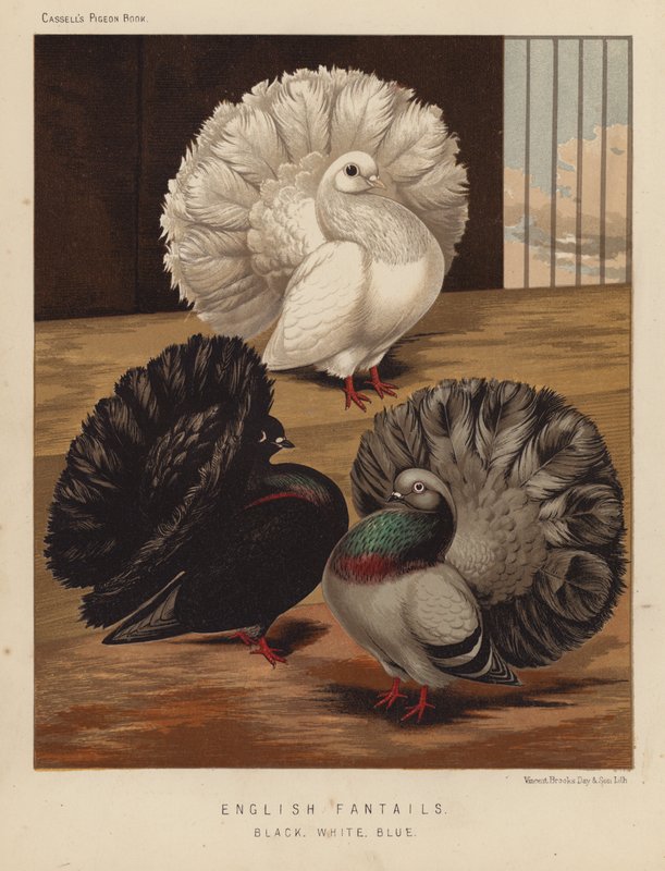 Pigeons : Fantails anglais, Noir, Blanc, Bleu - J. W. (after) Ludlow