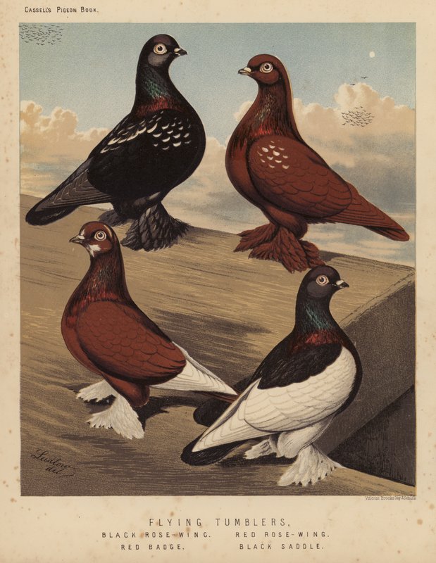 Pigeons : Tumblers volants, Aile de rose noire, Aile de rose rouge, Badge rouge, Selle noire - J. W. (after) Ludlow