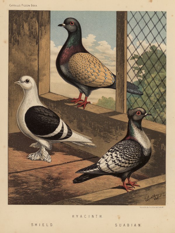 Pigeons: Hyacinthe; Bouclier; Souabe - J. W. (after) Ludlow