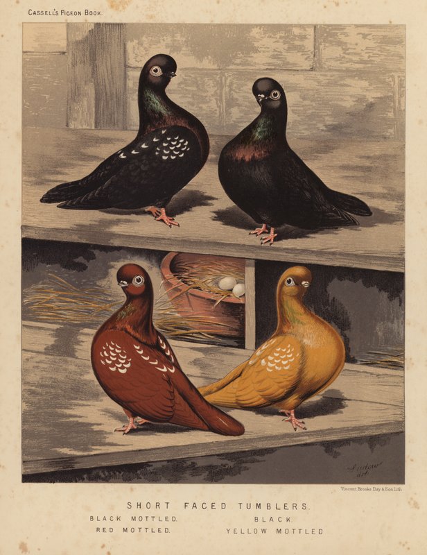 Pigeons: Tumblers à face courte, Noir moucheté, Noir, Rouge moucheté, Jaune moucheté - J. W. (after) Ludlow